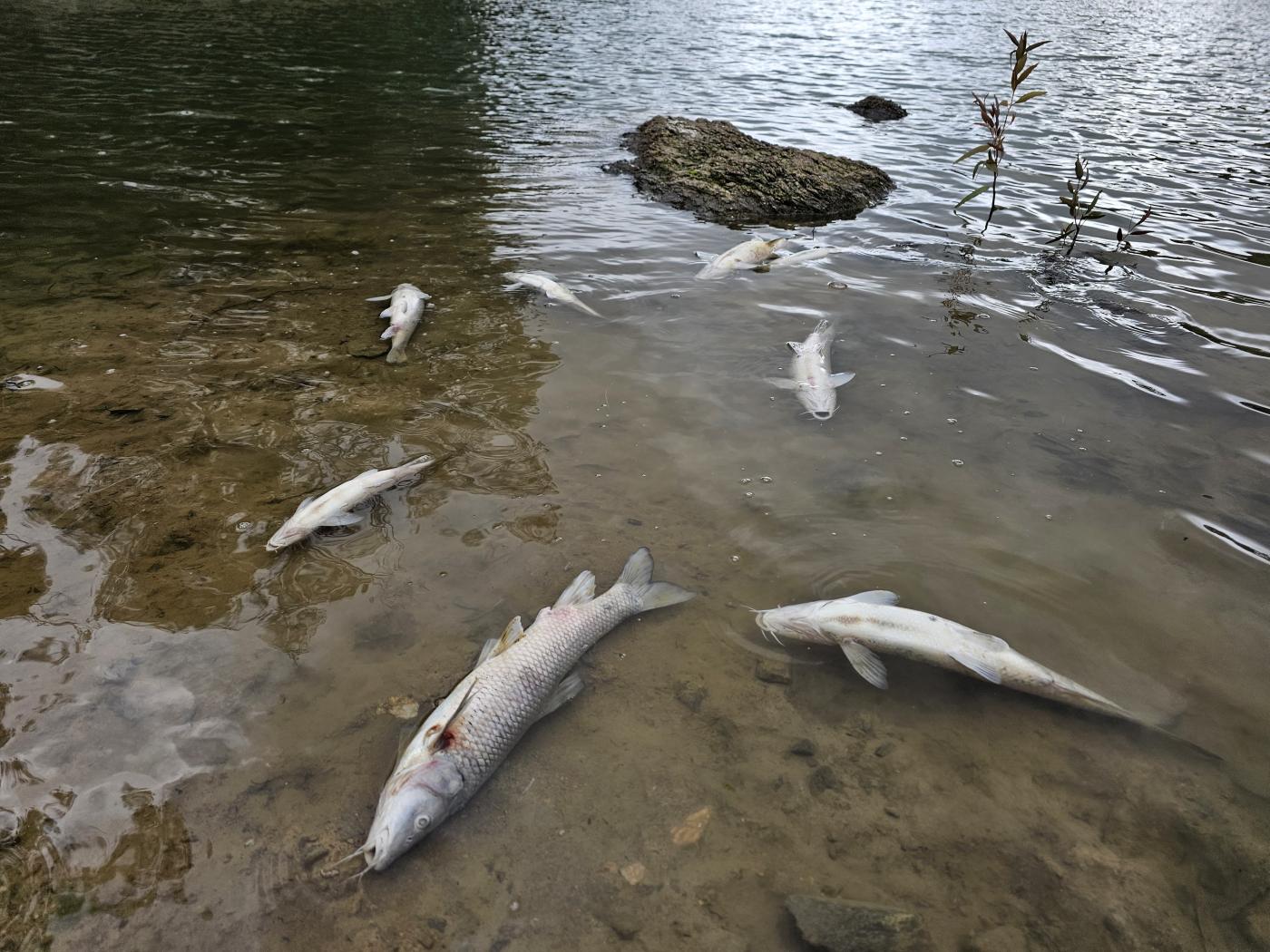 Piden dimitir a la alcaldesa marbellí por la muerte de fauna en el Lago de las Tortugas