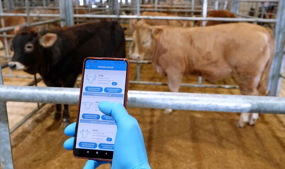 La Guardia Civil tiene que intervenir por la polémica con una app para una puja de ganado
